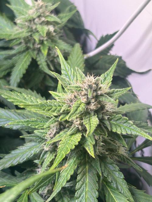 Red Tropicana Cookies Summergrow. Week 8