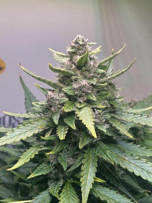 Red Tropicana Cookies Summergrow. Week 8