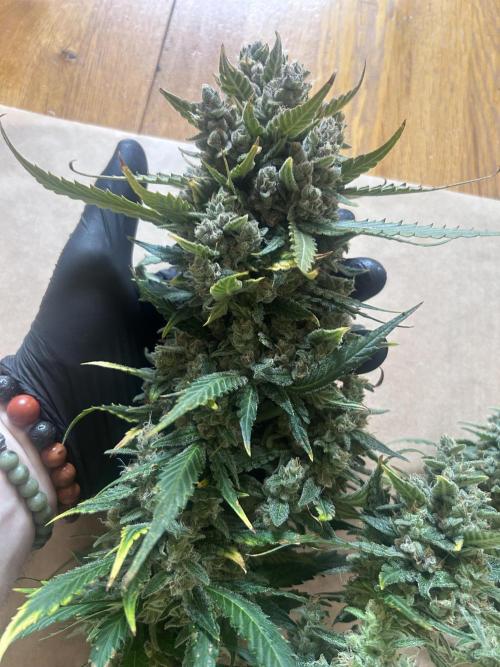 Red Tropicana Cookies Summergrow. Week 9