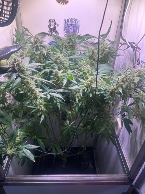 Red Tropicana Cookies Summergrow. Week 9