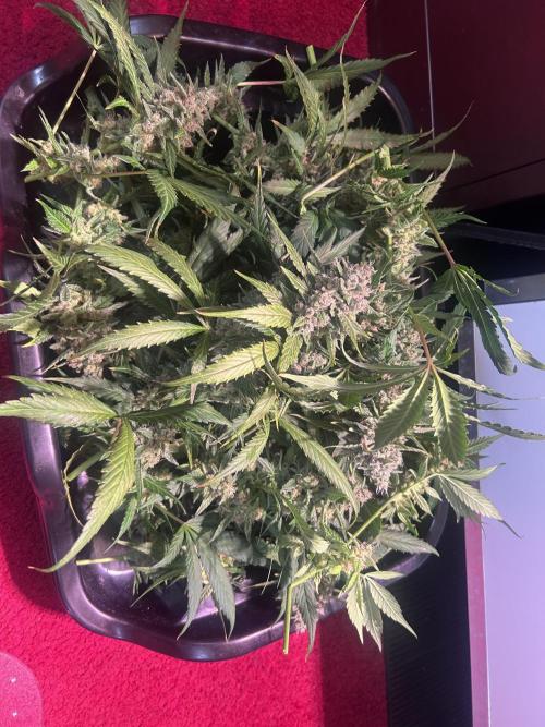 Red Tropicana Cookies Summergrow. Week 9