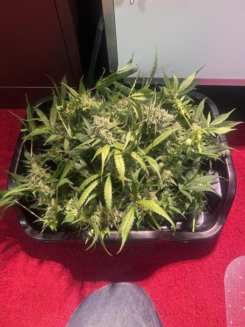 Red Tropicana Cookies Summergrow. Week 9