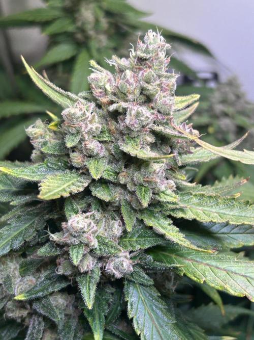 Red Tropicana Cookies Summergrow. Week 9