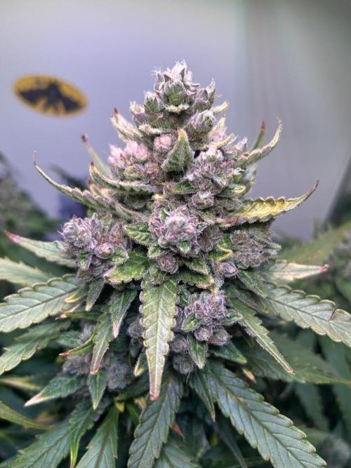 Red Tropicana Cookies Summergrow. Week 9
