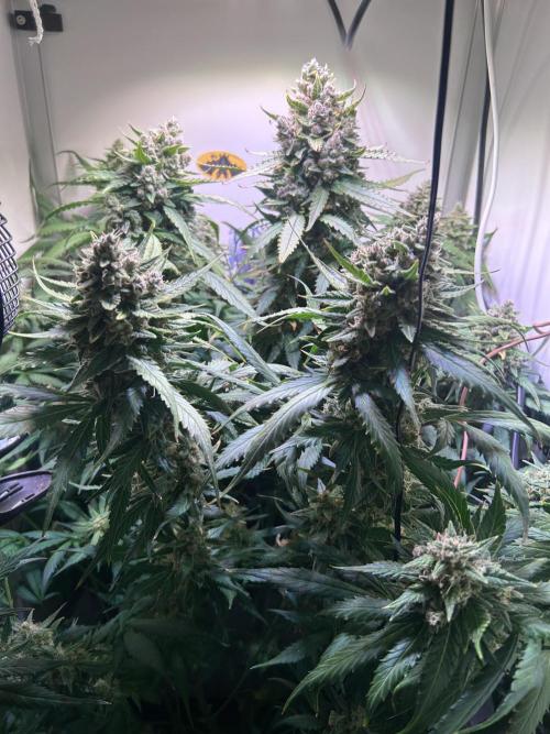Red Tropicana Cookies Summergrow. Week 9