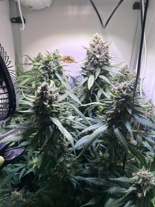 Red Tropicana Cookies Summergrow. Week 9