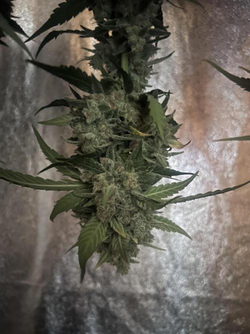Red Tropicana Cookies Summergrow. Week 9