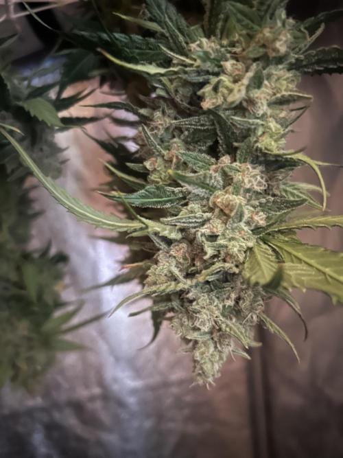 Red Tropicana Cookies Summergrow. Week 9