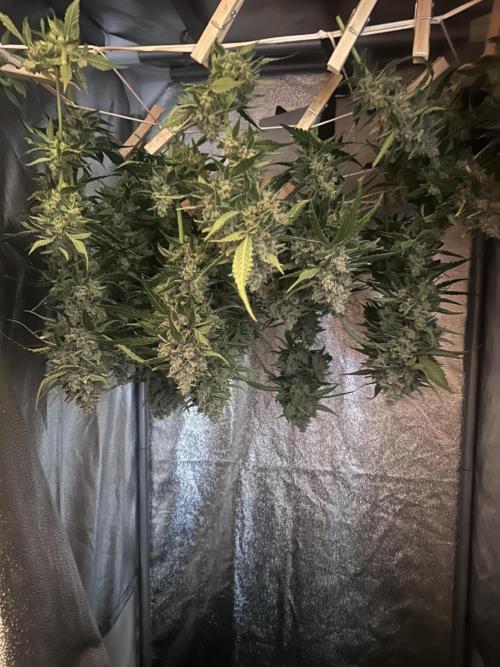 Red Tropicana Cookies Summergrow. Week 9