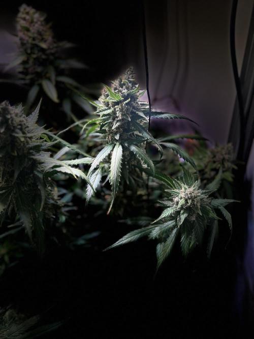 Red Tropicana Cookies Summergrow. Week 9