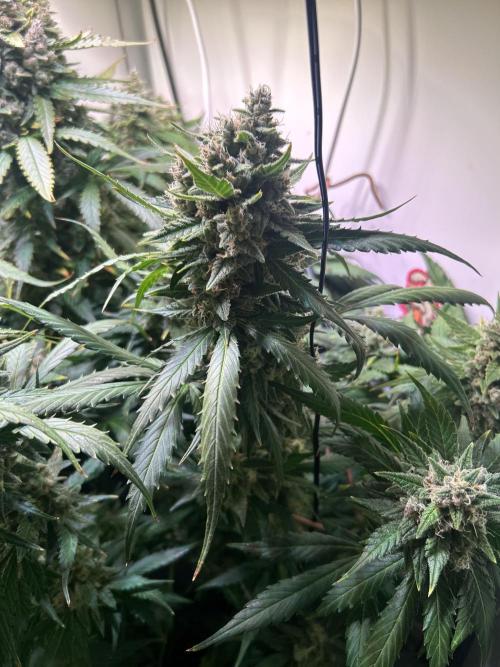 Red Tropicana Cookies Summergrow. Week 9