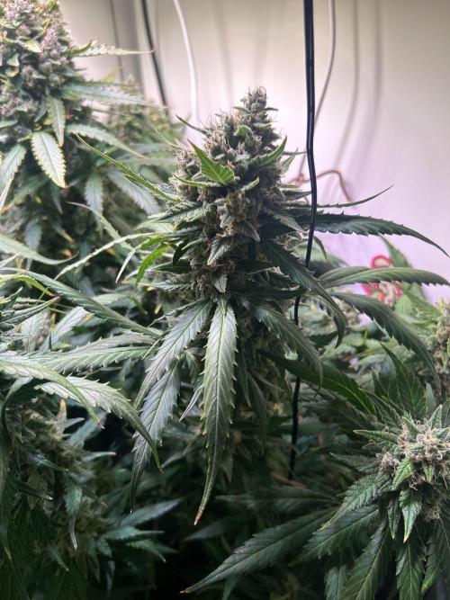 Red Tropicana Cookies Summergrow. Week 9