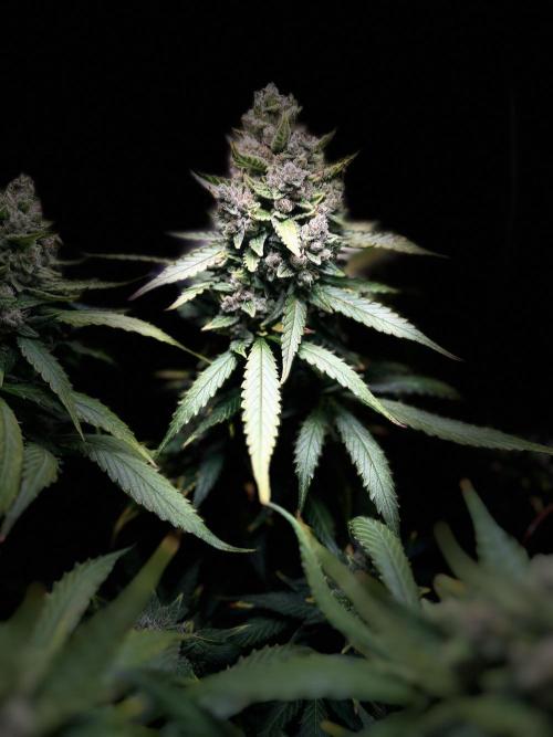Red Tropicana Cookies Summergrow. Week 9
