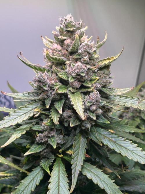 Red Tropicana Cookies Summergrow. Week 9