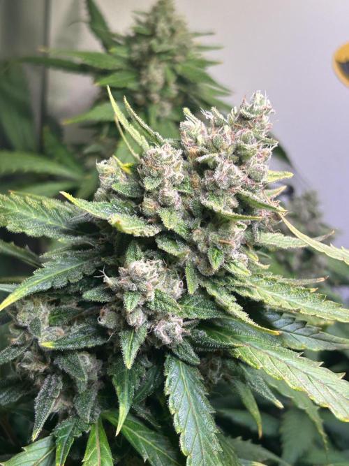 Red Tropicana Cookies Summergrow. Week 9