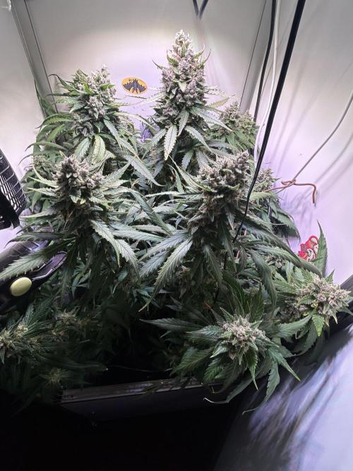 Red Tropicana Cookies Summergrow. Week 9