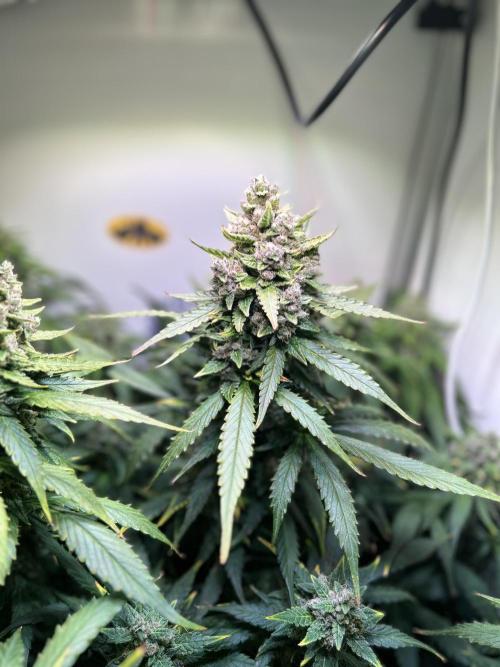 Red Tropicana Cookies Summergrow. Week 9