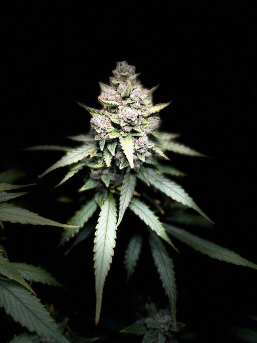 Red Tropicana Cookies Summergrow. Week 9