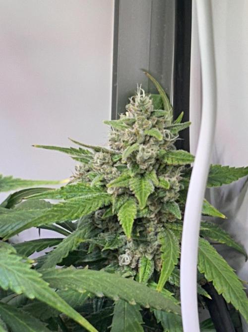 Red Tropicana Cookies Summergrow. Week 9