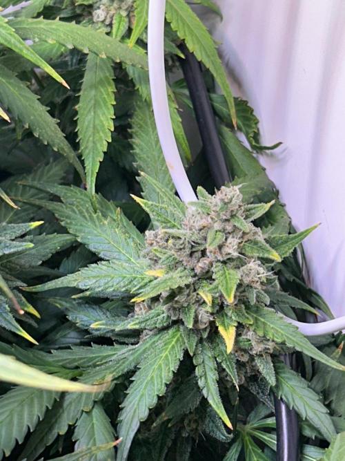 Red Tropicana Cookies Summergrow. Week 9
