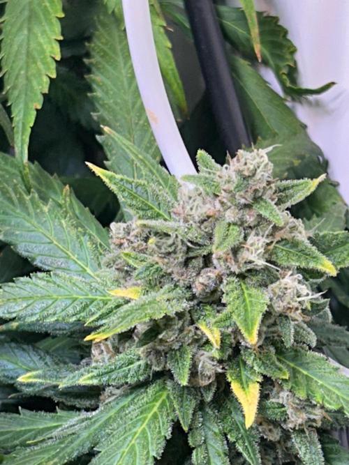 Red Tropicana Cookies Summergrow. Week 9