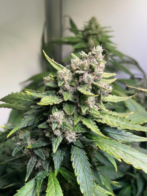 Red Tropicana Cookies Summergrow. Week 9