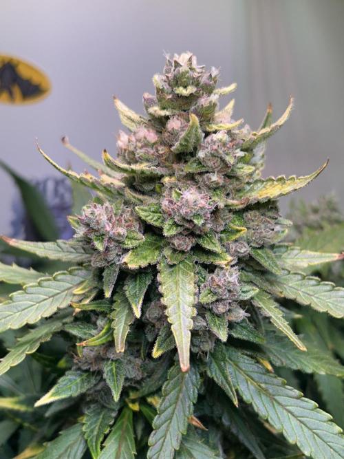 Red Tropicana Cookies Summergrow. Week 9