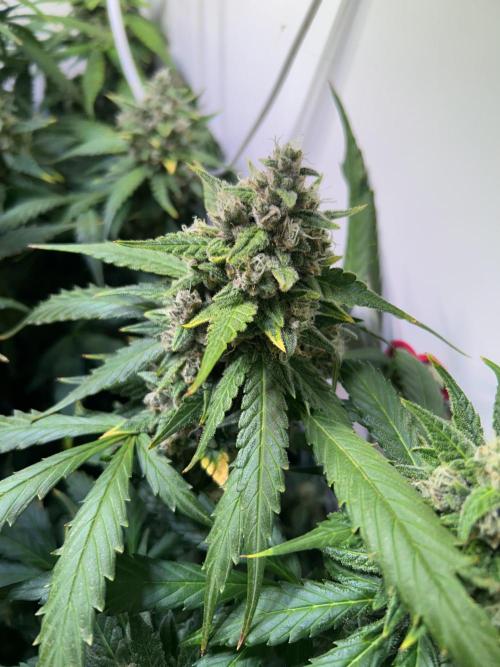 Red Tropicana Cookies Summergrow. Week 9