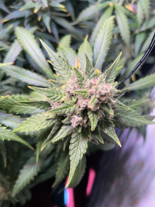 Red Tropicana Cookies Summergrow. Week 9