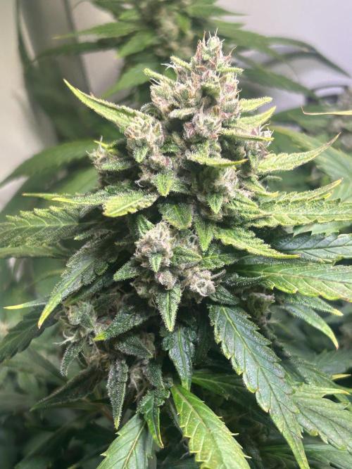 Red Tropicana Cookies Summergrow. Week 9
