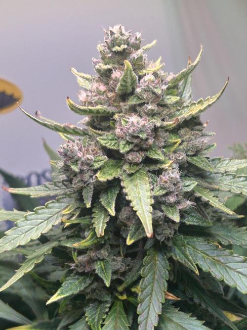 Red Tropicana Cookies Summergrow. Week 9