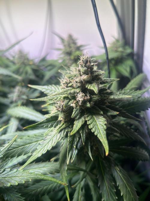 Auto Red Tropicana Cookies. Week 9