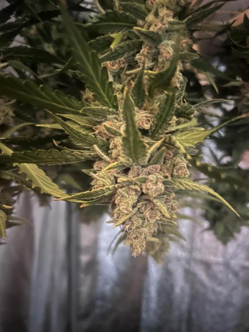 Red Tropicana Cookies Summergrow. Week 10