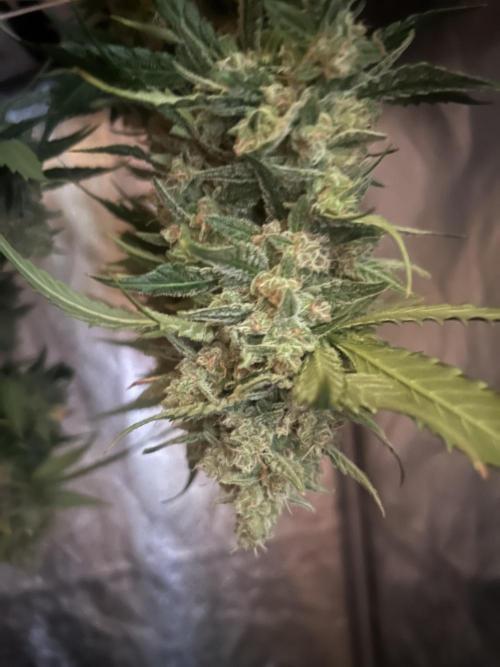 Red Tropicana Cookies Summergrow. Week 10