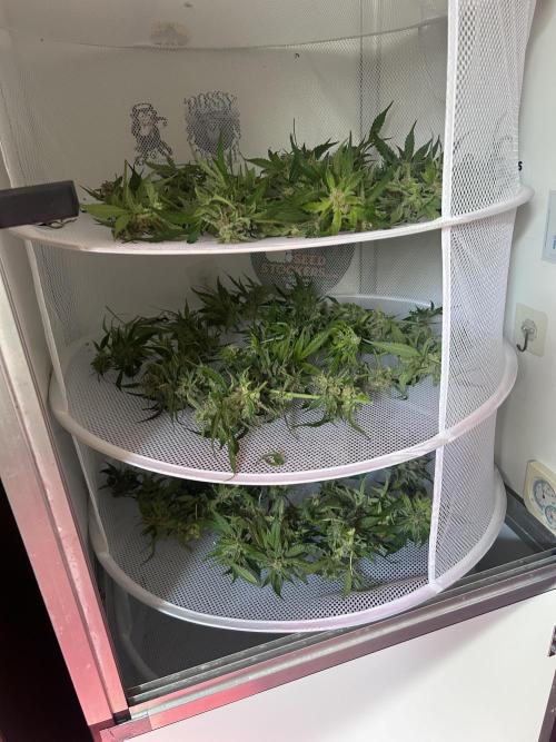 Red Tropicana Cookies Summergrow. Week 10