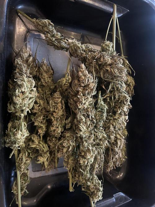 Red Tropicana Cookies Summergrow. Week 10