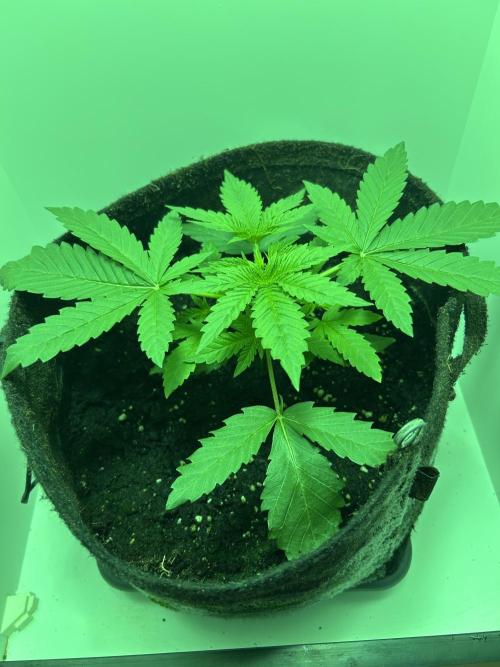 Fishy Zoap©. Week 4