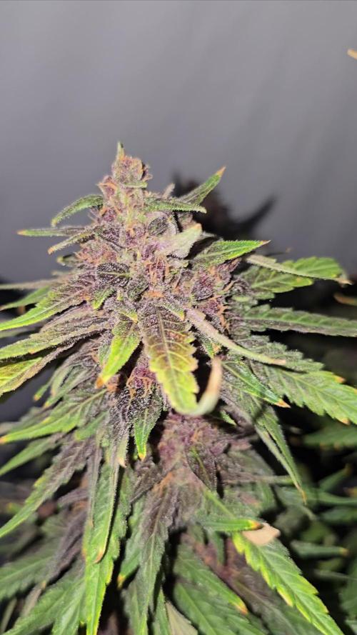 Biscotti DWC