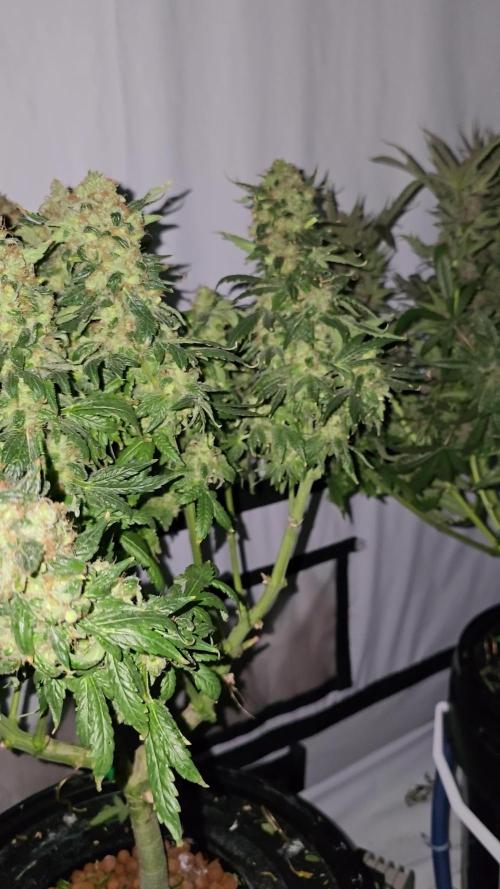 Euphoria DWC