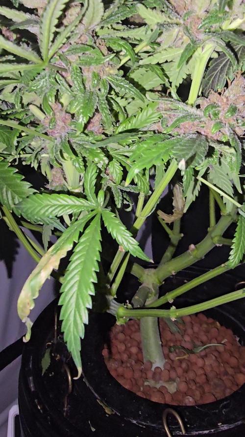 Pineapple Poison