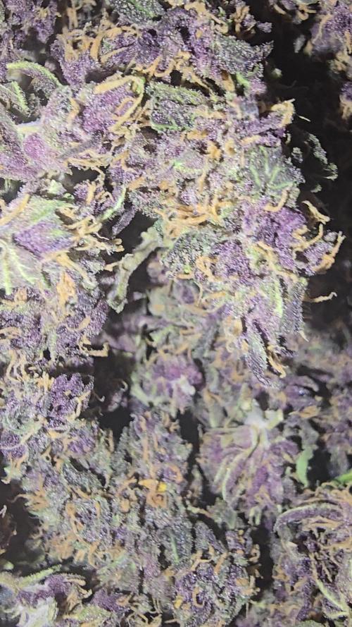 Biscotti DWC