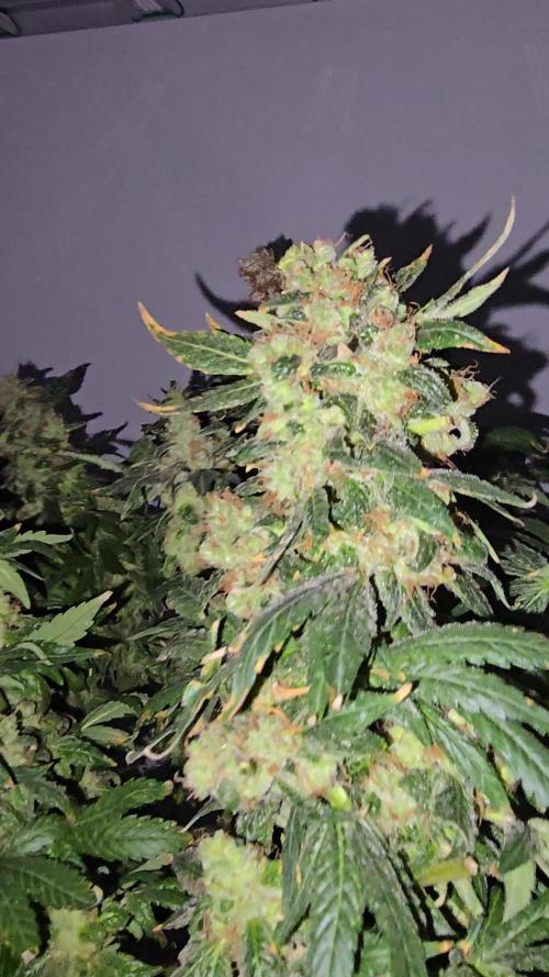 Euphoria DWC