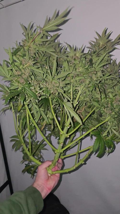 Pineapple Poison