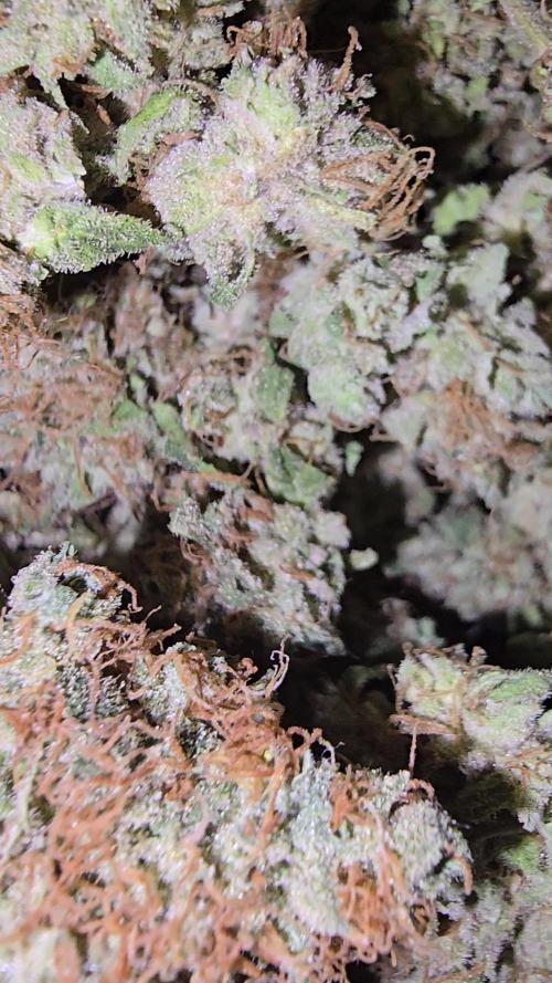 Euphoria DWC