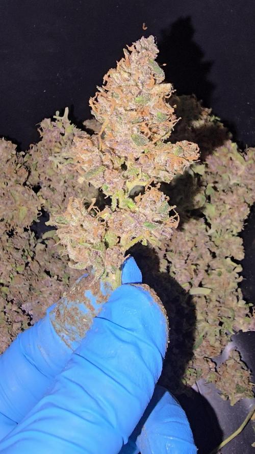 Pineapple Poison