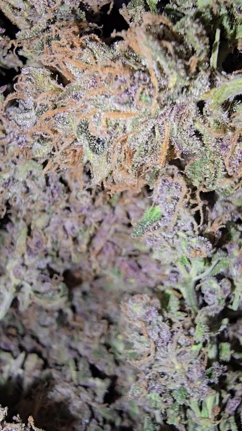 Pineapple Poison