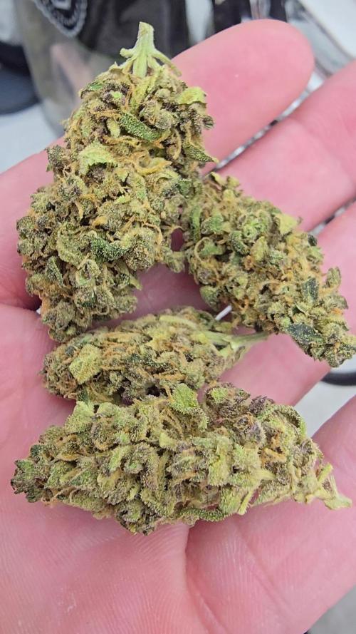 Pineapple Poison