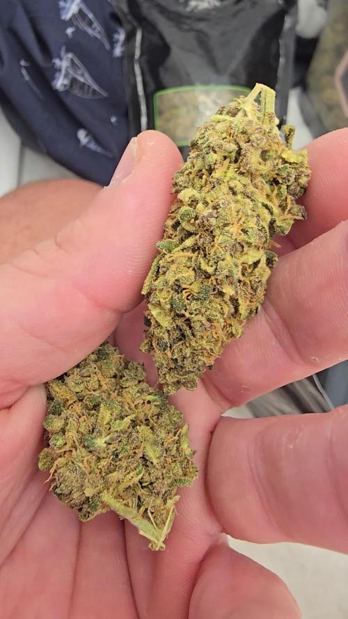 Euphoria DWC