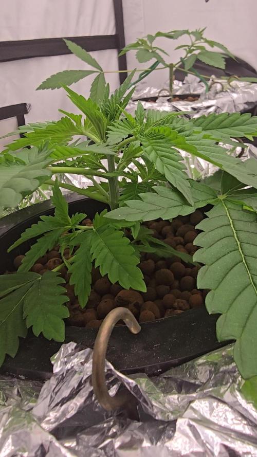 Indica Cream DWC