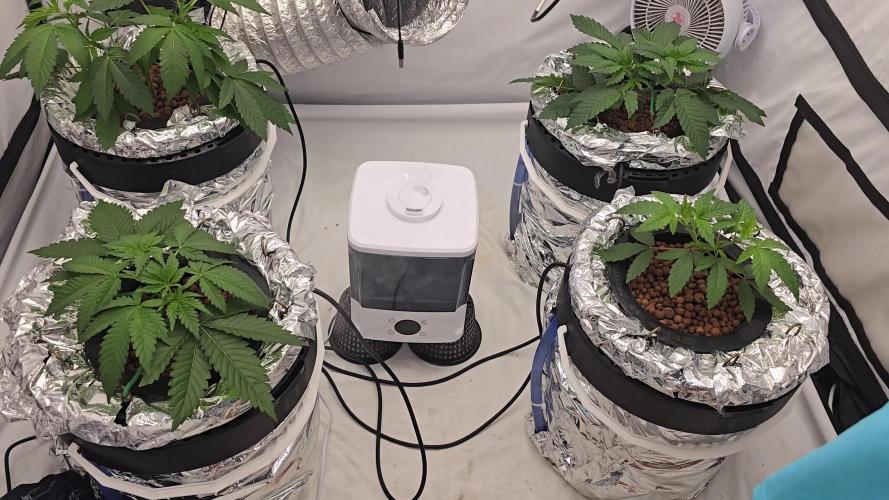 Ice Cream Haze DWC